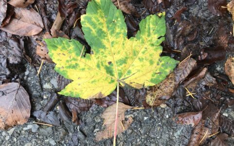 Il foliage dei boschi dell’Appennino bolognese_Sabato 2 novembre