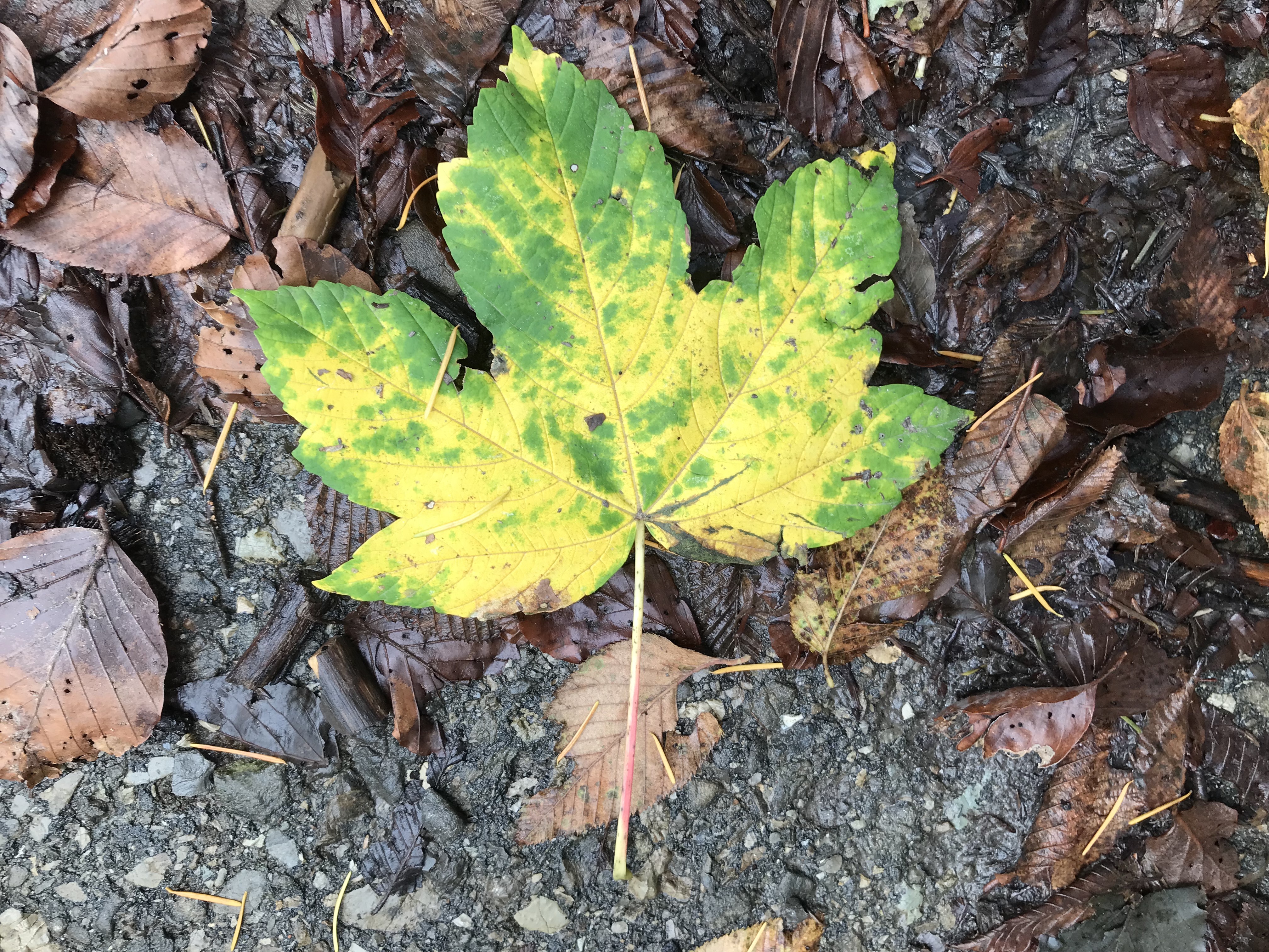 Il foliage dei boschi dell’Appennino bolognese_Sabato 2 novembre